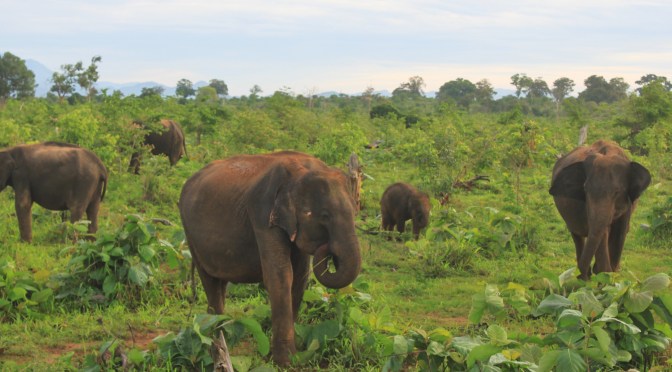 Last Stop in Lanka: Wild Elephants